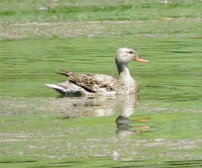 Gadwall