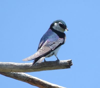Violet-Green Swallow