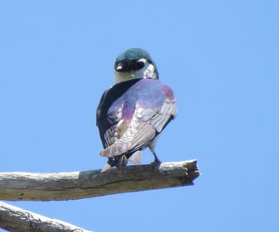 Violet-Green Swallow