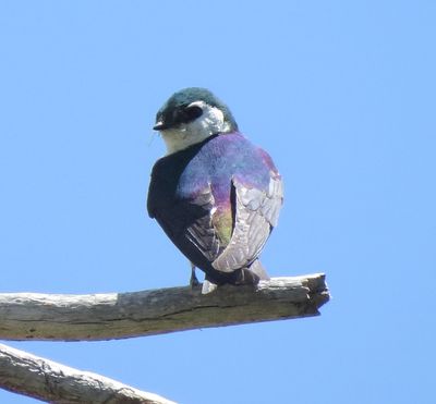 Violet-Green Swallow