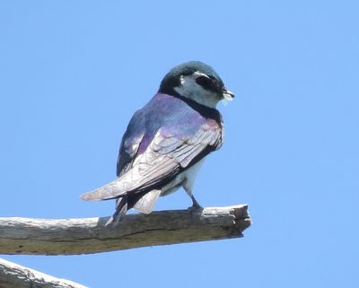 Violet-Green Swallow