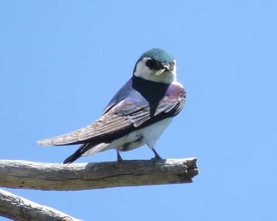 Violet-Green Swallow