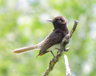 Black Phoebe