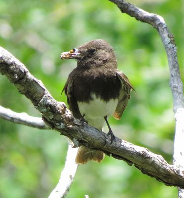 Black Phoebe