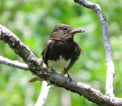 Black Phoebe