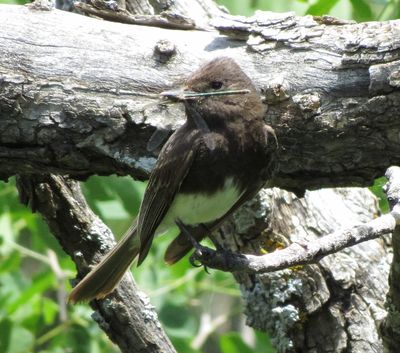 Black Phoebe