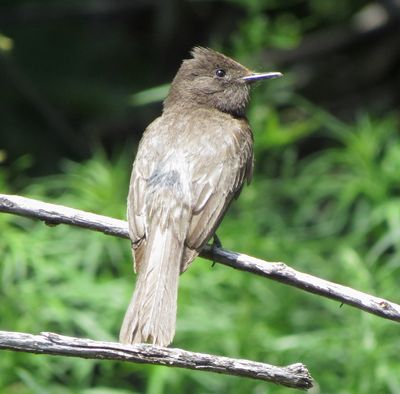 Black Phoebe