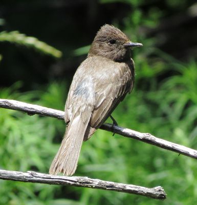 Black Phoebe