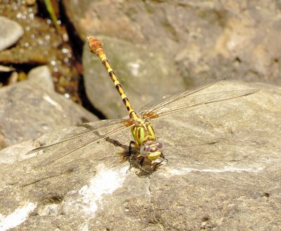 Eastern Ringtail