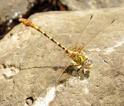 Eastern Ringtail