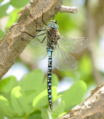 Variable Darner