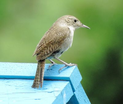 Northern House Wren