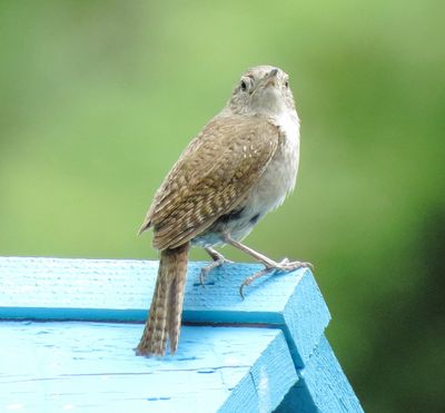Northern House Wren