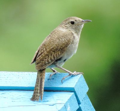 Northern House Wren