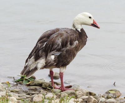 Snow Goose