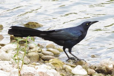Great-Tailed Grackle