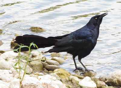 Great-Tailed Grackle