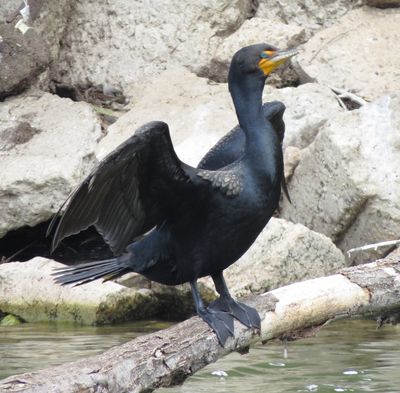 Double Crested Cormorant