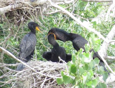 Double Crested Cormorant