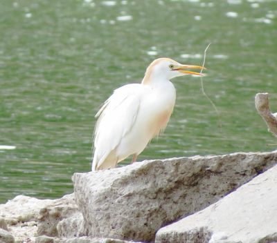 Western Cattle Egret