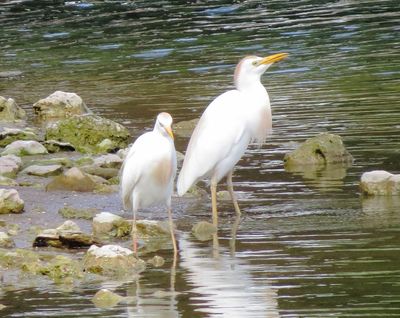 Western Cattle Egret
