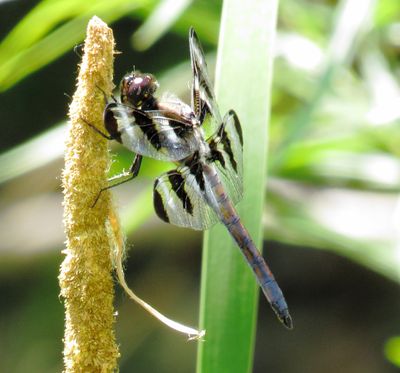 Twelve-Spotted Skimmer