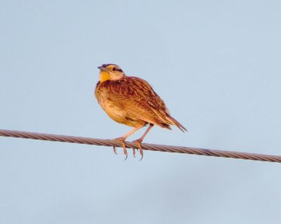 Chihuahuan Meadowlark