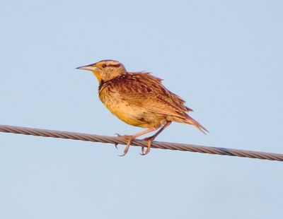 Chihuahuan Meadowlark