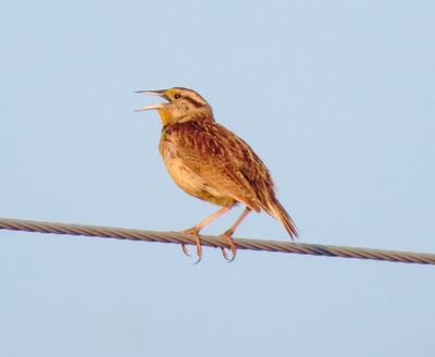 Chihuahuan Meadowlark