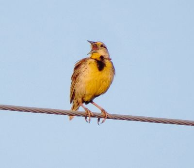 Chihuahuan Meadowlark