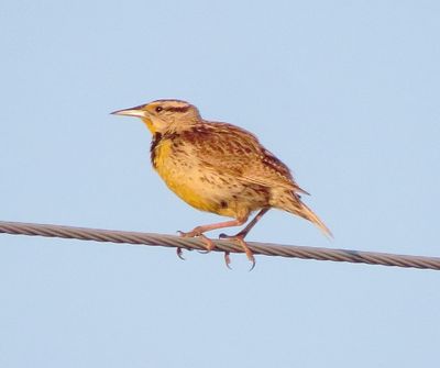 Chihuahuan Meadowlark