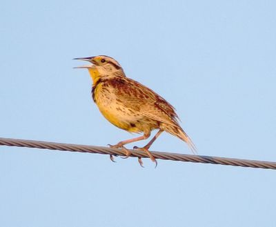 Chihuahuan Meadowlark