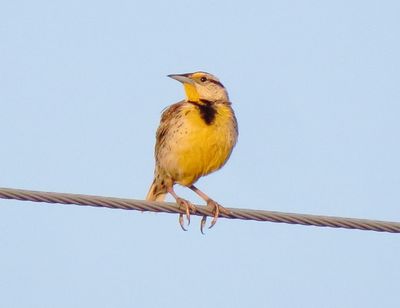 Chihuahuan Meadowlark