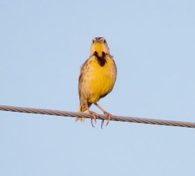 Chihuahuan Meadowlark
