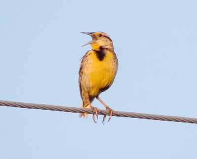 Chihuahuan Meadowlark