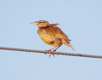 Chihuahuan Meadowlark