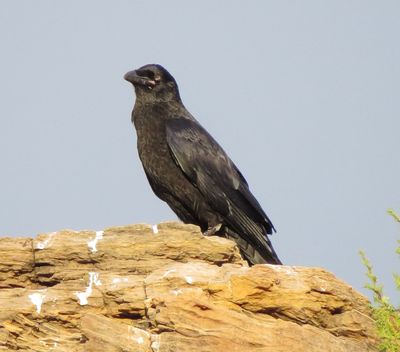 Common Raven