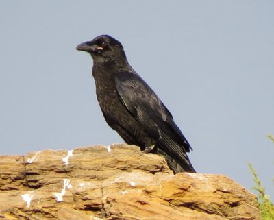 Common Raven
