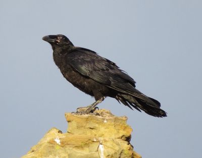 Common Raven