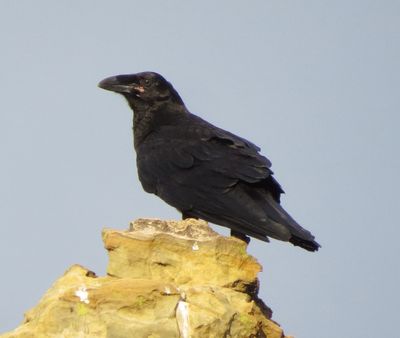 Common Raven