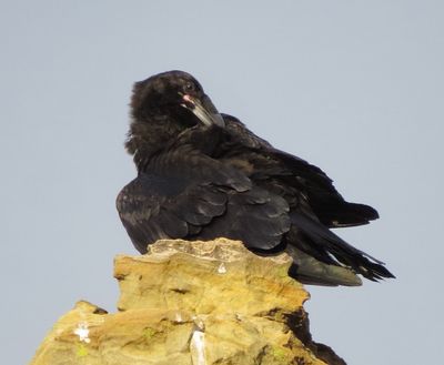 Common Raven