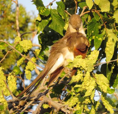 Yellow-Billed Cuckoo