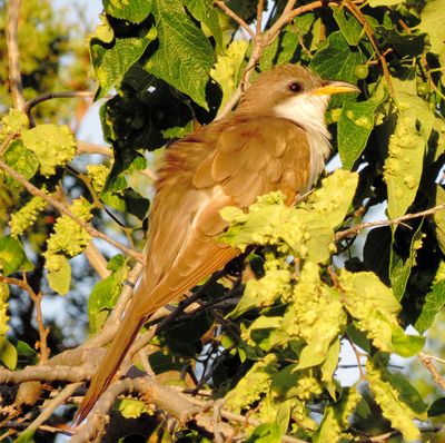 Yellow-Billed Cuckoo
