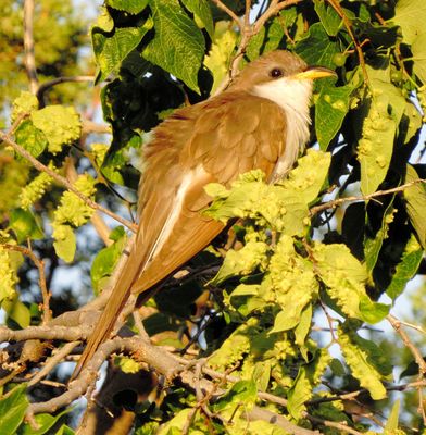 Yellow-Billed Cuckoo