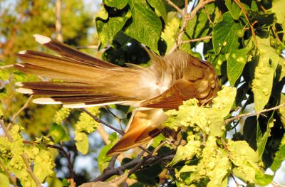 Yellow-Billed Cuckoo