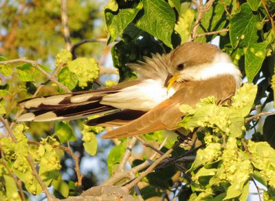 Yellow-Billed Cuckoo
