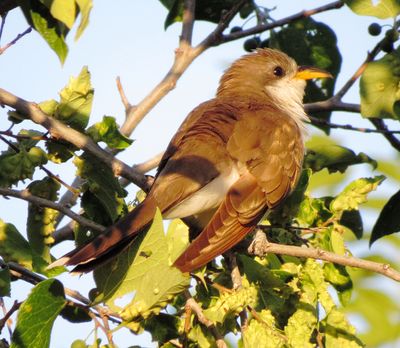 Yellow-Billed Cuckoo