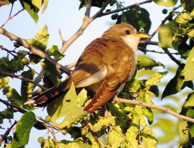 Yellow-Billed Cuckoo