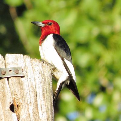 Red-Headed Woodpecker