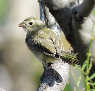 Painted Bunting